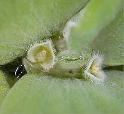 Musselblommans små blomställningar