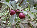 Arazá or Strawberry guava (Psidium cattleianum)