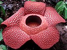 Rafflesia arnoldii