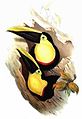 Ramphastos brevis