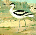 Avocetta Recurvirostra avosetta