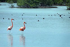 American flamingos in Zapata