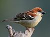 A male Russet Sparrow