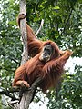 [7] Sumatran orangutan