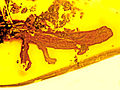 Palaeoplethodon hispaniolae