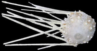 Salenocidaris hastigera, a Salenioida