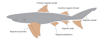 Un dessin de requin avec toutes les nageoires coupées à leur base hormis le lobe supérieur de la caudale.