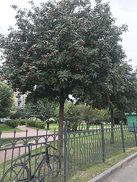 Рябина шведская в сквере Попова, Санкт-Петербург, 2019 г