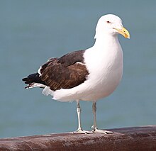 Goéland dominicain (Larus dominicanus).