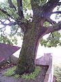 An old oak.