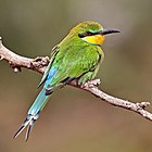 Swallow-tailed bee-eater