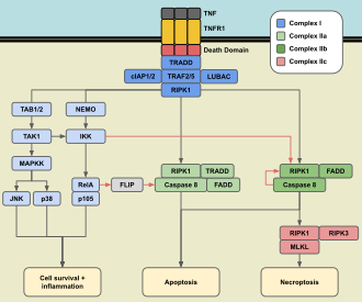 Diagram of TNFR1 signaling pathways