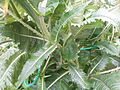 Teasel leaves after flower stem development, high on stem