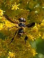 Trichopoda indivisa, Nouveau-Mexique États-Unis).