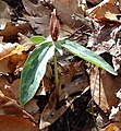 Trillium lancifolium from Gadsden Co. FL, Feb. 2003.