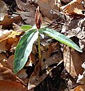 Trillium lancifolium