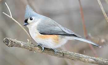 Grauhäubchenmeise (Baeolophus bicolor): typische nordamerikanische Art.