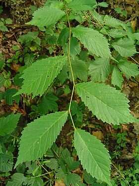 Ulmus glabra perto de Clermont-Ferrand, na França