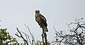 Short-toed snake eagle. Saswad,Pune,India.
