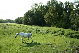 La vallée du Lunain : au fond, derrière les arbres, coule la rivière le Lunain.