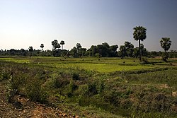 A view of fields near Madugula