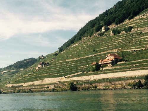 Vignoble du Dézaley, entièrement situé sur la commune de Puidoux, vu depuis le Léman