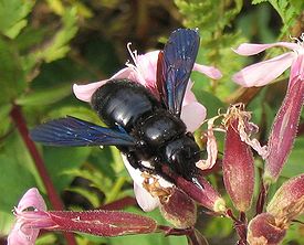 Шмель-плотник фиолетовый (Xylocopa (Xylocopa) violacea)