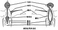 典形雀类羽区分布