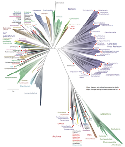 A 2016 metagenomic representation of the tree of life, unrooted, using ribosomal protein sequences. Bacteria are at top (left and right); Archaea at bottom; Eukaryotes in green at bottom right.[132]