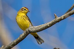 Description de l'image A palm warbler.jpg.