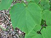 Leaf of Acer nipponicum