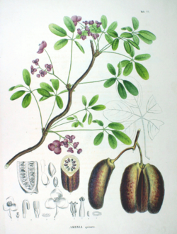 Akebia quinata