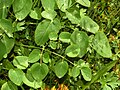 Leaves of Laserpitium latifolium