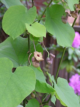 Lännenpiippukukka (Aristolochia macrophylla)