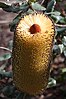 Banksia media flower spike in bud