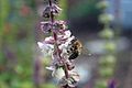 European honey bee collecting nectar from small flowers. McKinney, Texas.