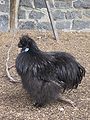 Gallo Nero