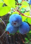 篤斯越橘 Bog bilberry