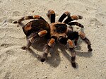 Brachypelma auratum