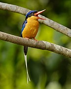 Buff-breasted Paradise-Kingfisher - Julatten