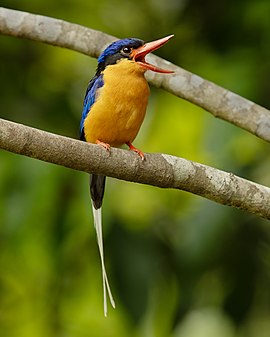 Buff-breasted paradise-kingfisher (created and nominated by JJ Harrison)