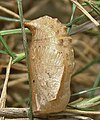 Pupa, lateral view