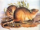 Desert rat-kangaroo illustration
