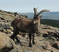 Bouquetin ibérique dans le PN des Pyrénées