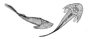 Reconstruction of Cephalaspis lyellii