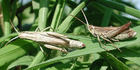 Самка и самец Белоокаймлённого Конька (Chorthippus albomarginatus) сидят на траве