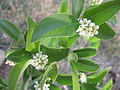 Citharexylum berlandieri