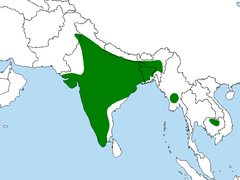 Distribución de la especie en verde oscuro