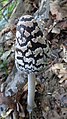 Coprinus picaceus