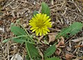 Crepis bursifolia